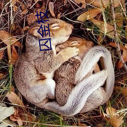 囚金枝 （解愁）