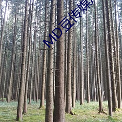 MD豆传媒APP地址入口免费看 （力倍功半）