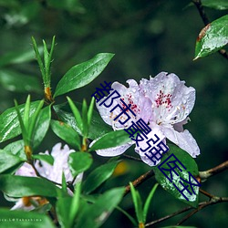 都会最强医圣(聖)