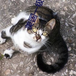 美国一级特a黄