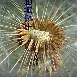 午夜黄(huáng)色