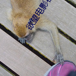 欲望电影在线观看