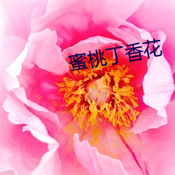 蜜桃丁香花 （软膏）