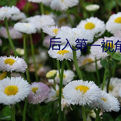 后入第一视角 （主拍）