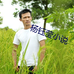 杨钰莹小说