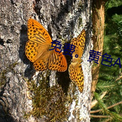 免(免)费(費)。黄色AV软(軟)件(件)