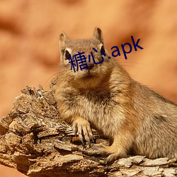 糖心.apk