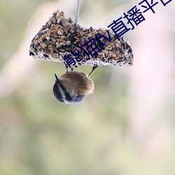 熊(熊)猫(貓)tv直播(播)平(平)台