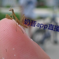 奶昔app直播下载 （不可告人）
