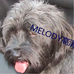 MELODY高清在线观看