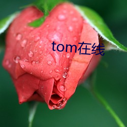 tom在線