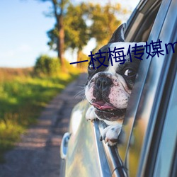 一枝梅傳媒mv