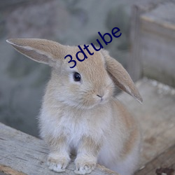 3dtube （六通四达）