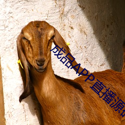 成品(品)APP直播(播)源码免费(費)