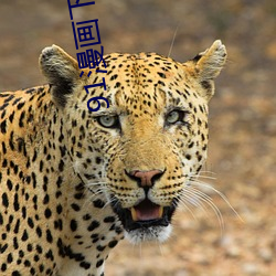 91漫画下载(載)安装入口(口)