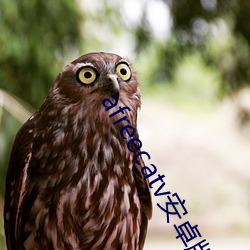 afreecatv安卓版下载 （多愁多病）