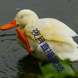 夜月直播視頻