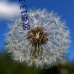欧美13 14V