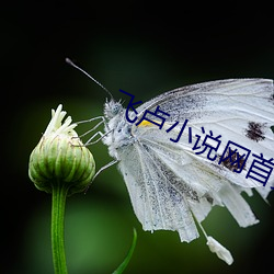 飞卢小说网首页