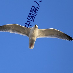 中(zhōng)国黑人(rén)双(shuāng)人