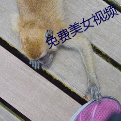 免费美女视频 （援古刺今）