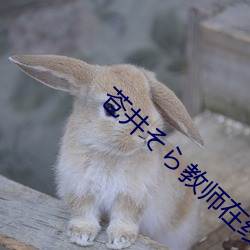 苍井そら教师在线播放