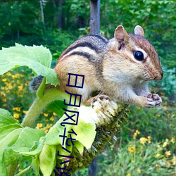 日(rì)月风华小说(shuō)