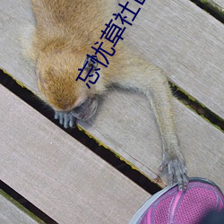 忘(忘)忧(憂)草社(社)区(區)WWW日本乱(亂)码高(高)清:没有限制时长的手(手)机播(播)放APP