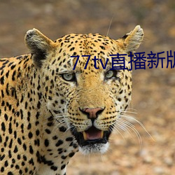 77tv直播新版本