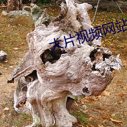 大片视频网站 （狼奔鼠偷）