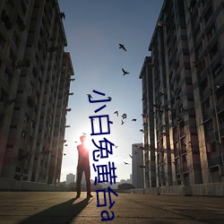 小白兔黄台app