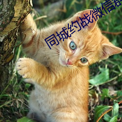同城約戰微信群