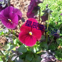 星辰变小说 （东海扬尘