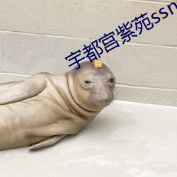 宇都宮紫苑ssni