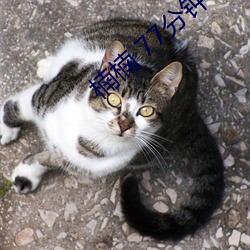 楠楠 77分钟 在线
