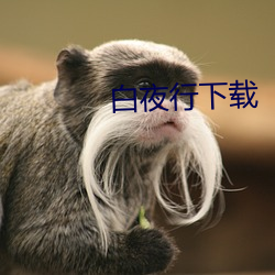 白夜行下载