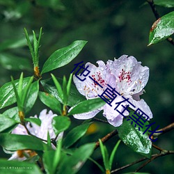 他一直在黑化(huà)