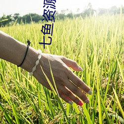 七鱼资源网