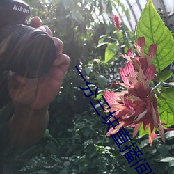 一分三块直播间平台