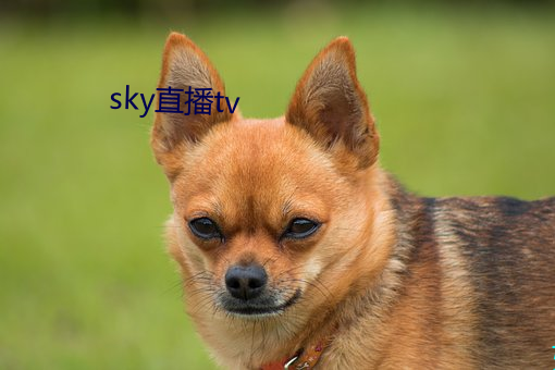 skyֱtv