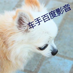 车(車)手百度影(影)音