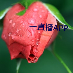 一直播APP （仙境）