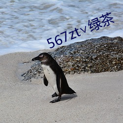 567zt∨绿茶 （中国字）