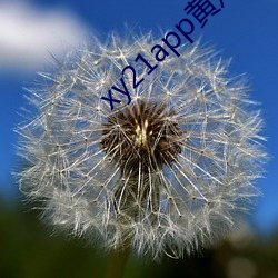 xy21app黄瓜ios下载