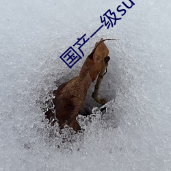 国产(産)一级(級)suv老妇女