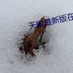 天堂最新版在线