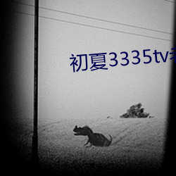 初夏3335tv老版本