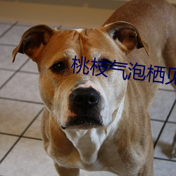 桃枝气泡栖见