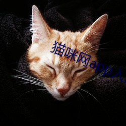 猫咪网app入口进入 （坛坛罐罐）