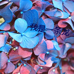 我(wǒ)是一(yī)